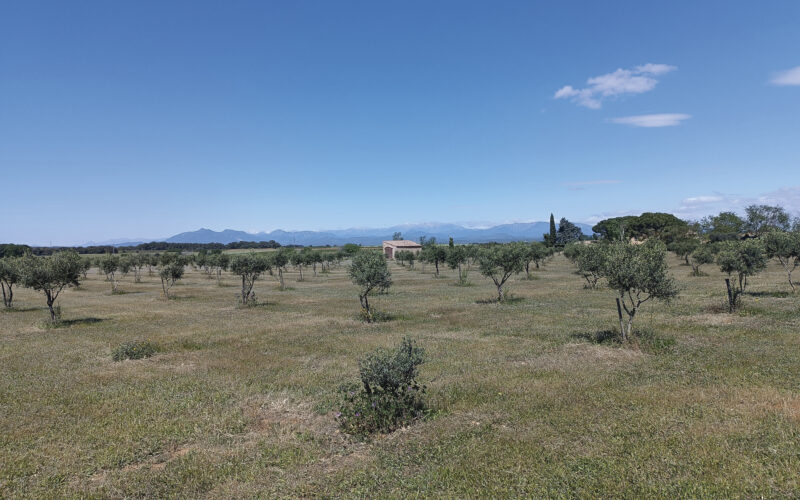 Estrategias de las iniciativas familiares ecológicas en un escenario de cambio climático