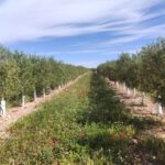 Guía de apoyo a la toma de decisiones para la implantación de cubiertas vegetales en olivar. Criterios de decisión, ejemplos y costes