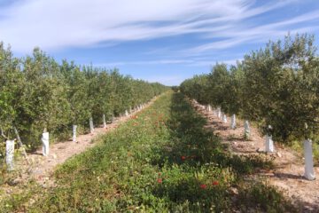 Guía de apoyo a la toma de decisiones para la implantación de cubiertas vegetales en olivar. Criterios de decisión, ejemplos y costes