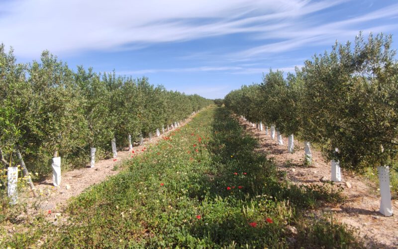Guía de apoyo a la toma de decisiones para la implantación de cubiertas vegetales en olivar. Criterios de decisión, ejemplos y costes