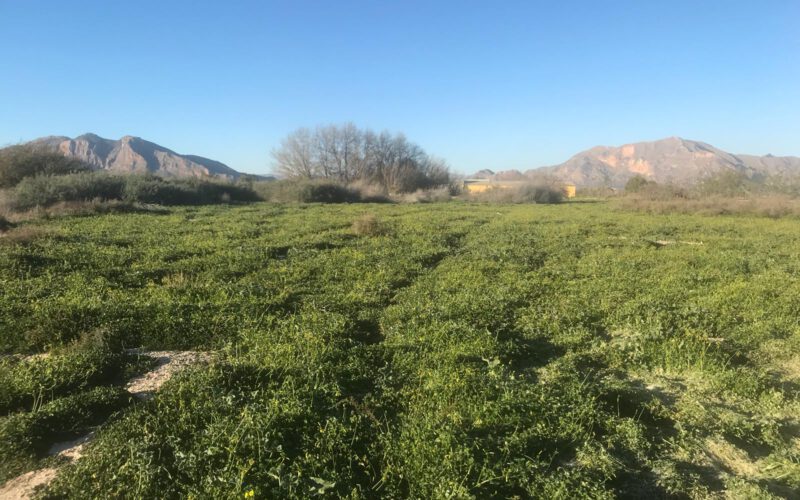 Se busca socia para emprender un proyecto de agricultura ecológica en Bigastro (Alicante)