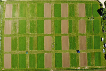 Comparando la rentabilidad entre la agricultura ecológica y la convencional: el ensayo de campo DOK