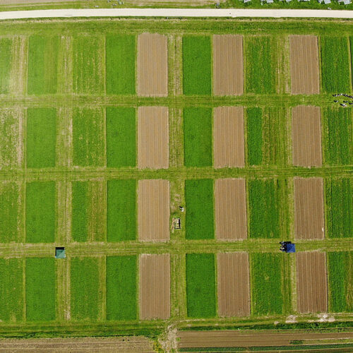 Comparando la rentabilidad entre la agricultura ecológica y la convencional: el ensayo de campo DOK