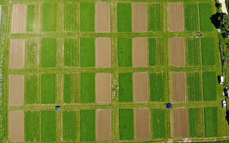 Comparando la rentabilidad entre la agricultura ecológica y la convencional: el ensayo de campo DOK