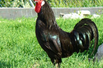 La Gallina Castellana Negra