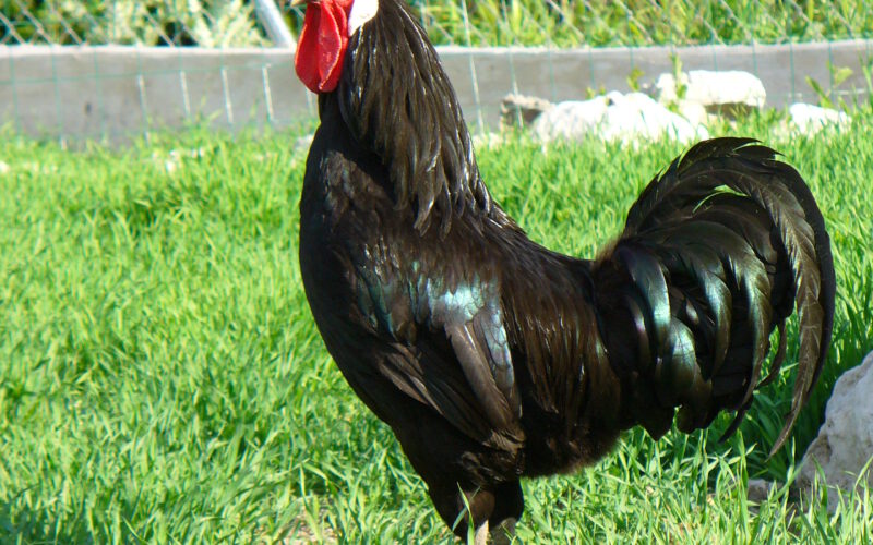 La Gallina Castellana Negra