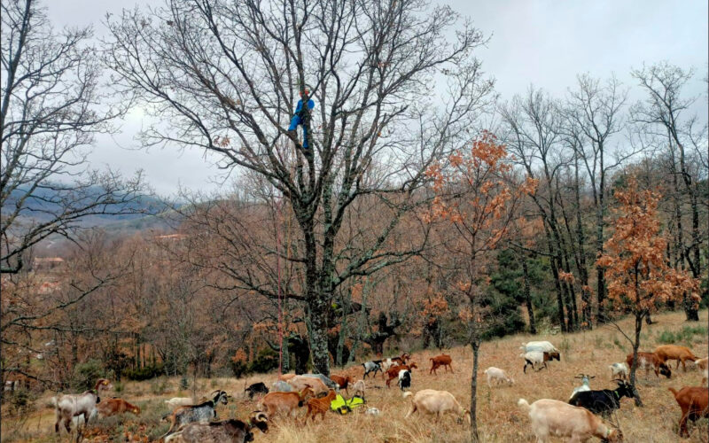 Revitalizar paisajes silvopastoriles como solución para el desarrollo local sostenible y la adaptación climática forestal en el siglo XXI