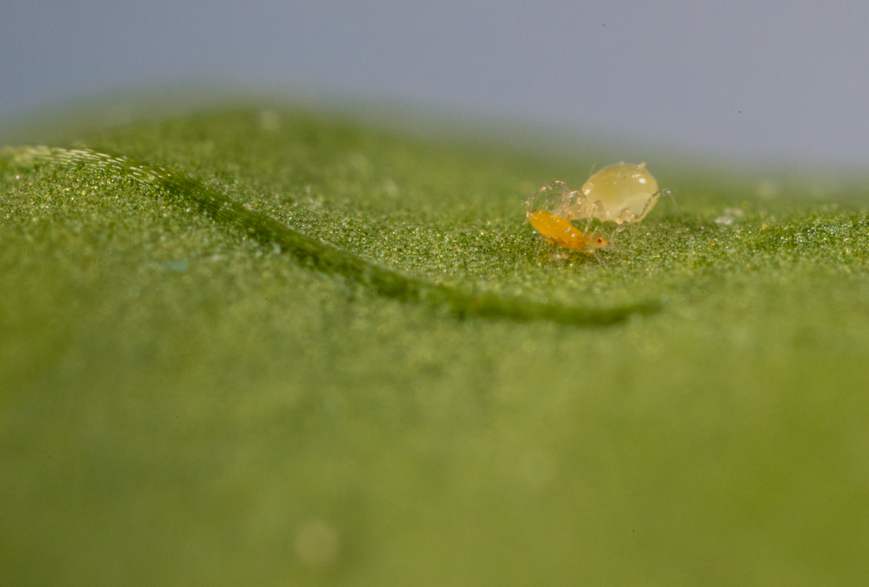 Control biológico de trips y mosca blanca en invernadero con el ácaro depredador Amblydromalus limonicus