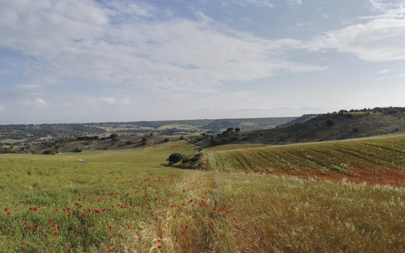 Secanos Vivos: Un modelo para la transición hacia agrosistemas de secano extensivos, biodiversos y rentables