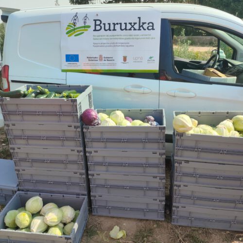 Buruxka, proyecto de espigamiento en Navarra, como valor social y ambiental. 