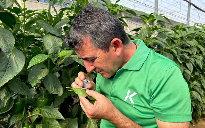 Estrategia para pimiento temprano: claves de Koppert para una campaña de éxito en Adra, Berja y Dalías