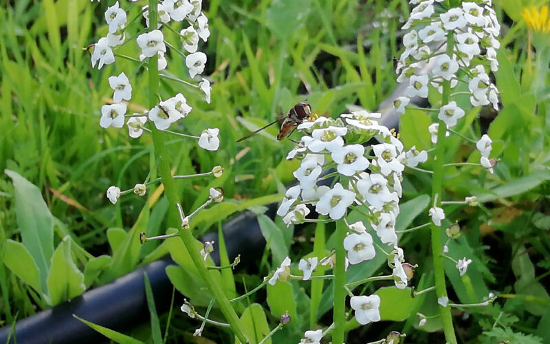 Aliso de mar, compañera de hortalizas y frutales