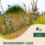 Curs - Reconeixement i usos etnobotànics de les plantes silvestres II