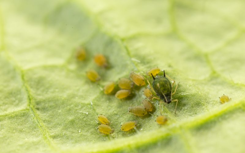El control biológico, única alternativa autorizada para frenar el pulgón en pimiento