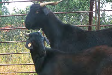 RAZA CAPRINA NEGRA SERRANA