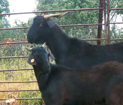 RAZA CAPRINA NEGRA SERRANA