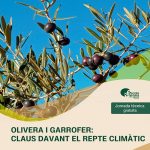Jornada tècnica – Olivera i garrofer: cultius clau davant el repte climàtic
