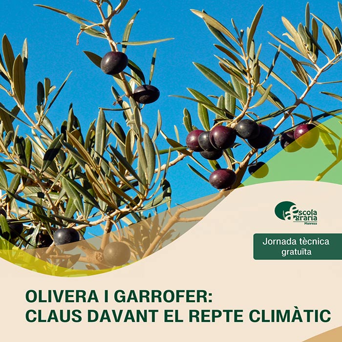 Jornada tècnica – Olivera i garrofer: cultius clau davant el repte climàtic